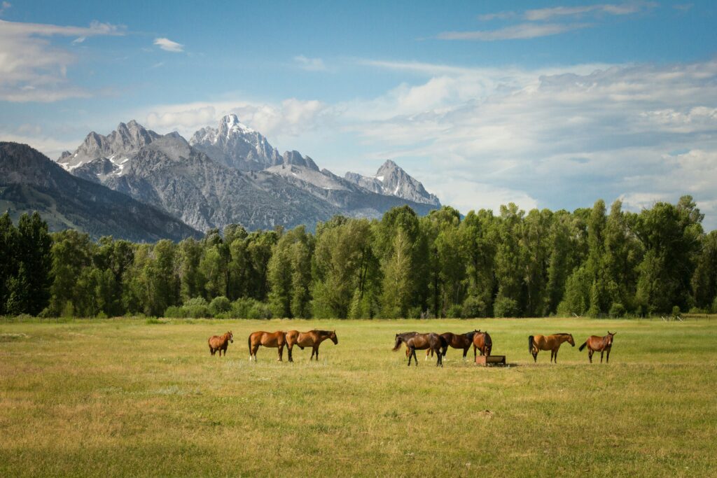 A herd of horses standing in a field surrounded by Trees. In the background there is a big mountain. 